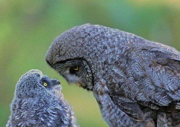 Совы, какие они есть: фотографии пернатых.Несмотря на то, что у сов нет мимики, их оперение, порой, ... - 6