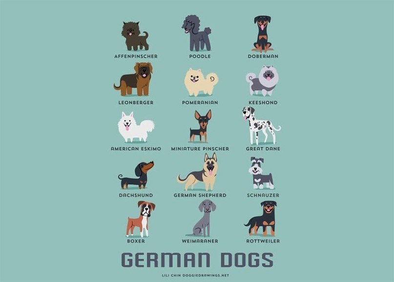 Dog breeds - 9