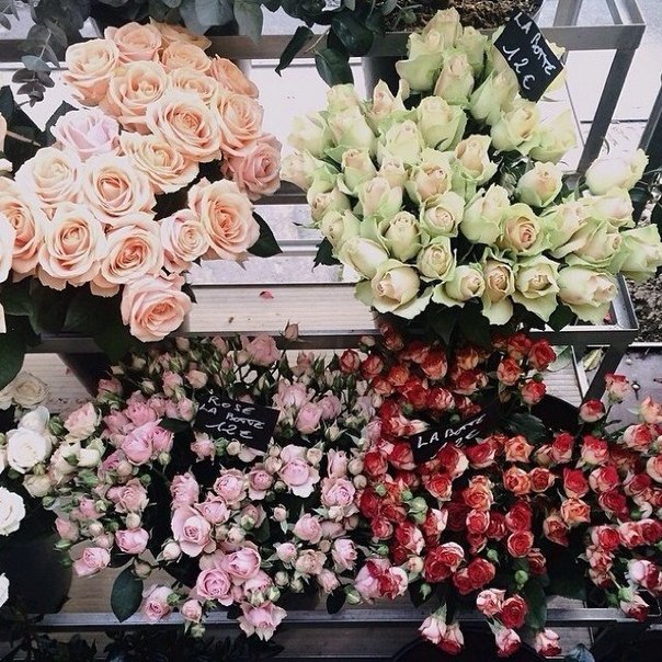 Цветы - это магия, которую мужчинам не понять, ей просто нужно пользоваться - 4