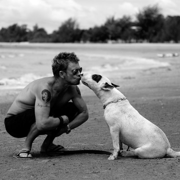 Английский бультерьер. - 5 мая 2015 в 05:47