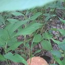 ���� ������, ��������� - ��������� 5 ������� 2015 � ������ ������ ��������