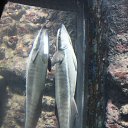 ���� ������, ������, 45 ��� - ��������� 12 ������� 2015 � ������ ���� ����������