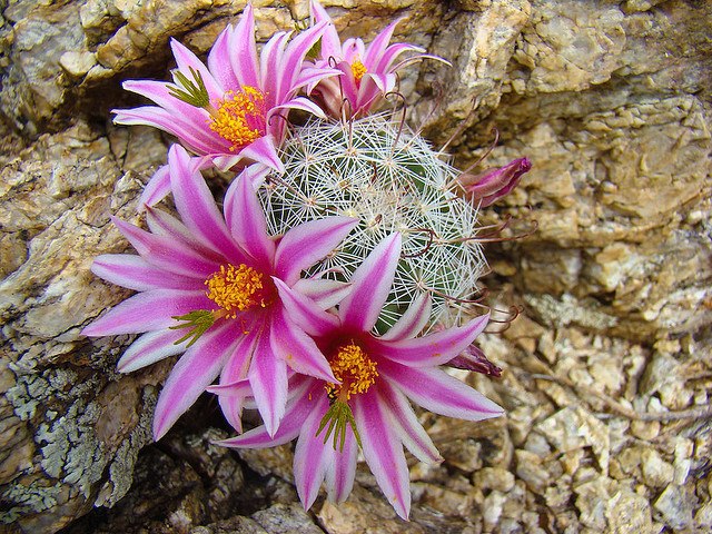  Mammillaria grahamii