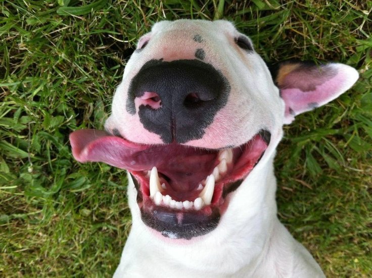 Счастье — это когда тебя понимают, большое счастье — это когда тебя любят, настоящее счастье — это ...