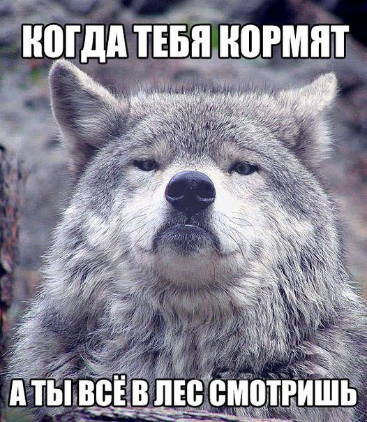 Волк на все случаи жизни. - 7