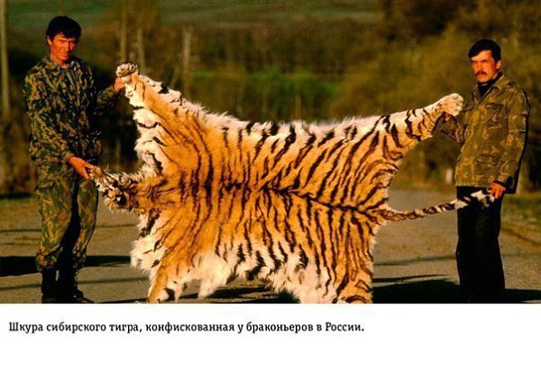 На грани апокалипсиса: Влияние человеческой деятельности на Землю.Глобальное потепление – далеко не ... - 2