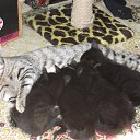 ������ ������ ��������� �� ������� ���� ����������