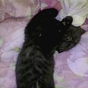 ���� ������, ������� ��������, 36 ��� - ��������� 8 ��� 2015 � ������ ���� ����������