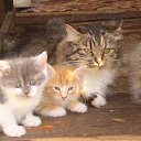 ���� �����, �����-���������, 77 ��� - ��������� 26 ���� 2015 � ������ ���� ����������