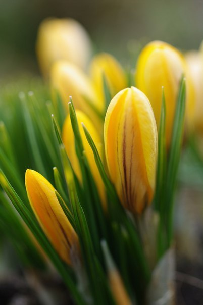 Пусть будет на душе у вас весна - всегда, в любое время года! А в вашем доме каждый час - царит ... - 6