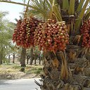 ���� Turko Turkoman, ������, 55 ��� - ��������� 29 ������ 2015 � ������ ���� ����������