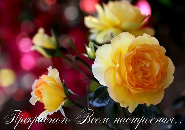 Живите с радостью, друзья! Нам Богом жизнь дана во благо. Ее прожить нужно любя, Творить в себе ...