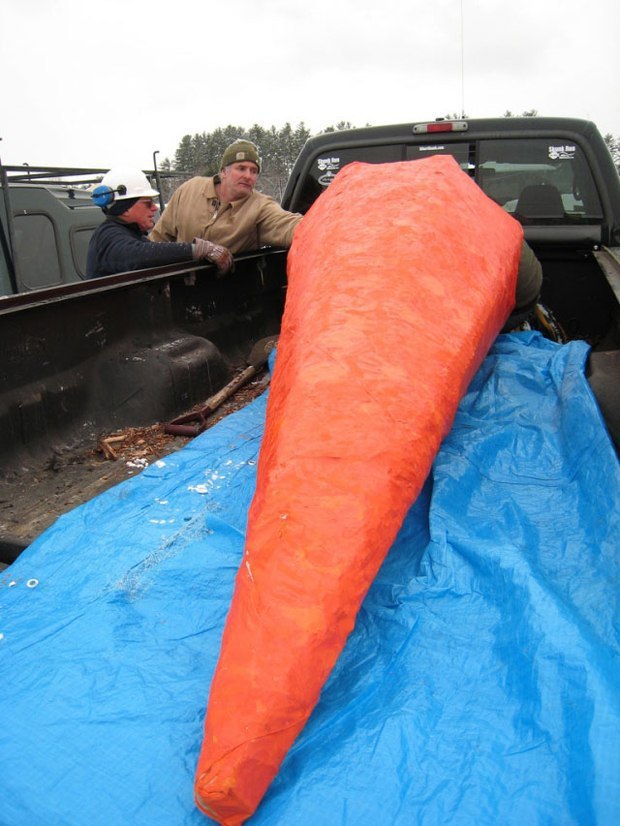 Самая большая морковка. Огромная морковка. Самая огромная морковка. Гигантская морковка. Самая гигантская морковка.