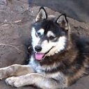  Max, , 44  -  29  2015    