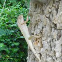    -  ,  -  4  2015    2014.  Lawana.  7-.