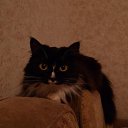 ���� �������, ����, 51 ��� - ��������� 1 ��� 2015