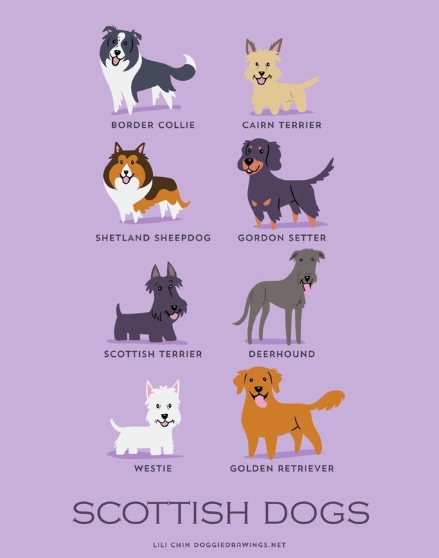 Dog breeds - 7