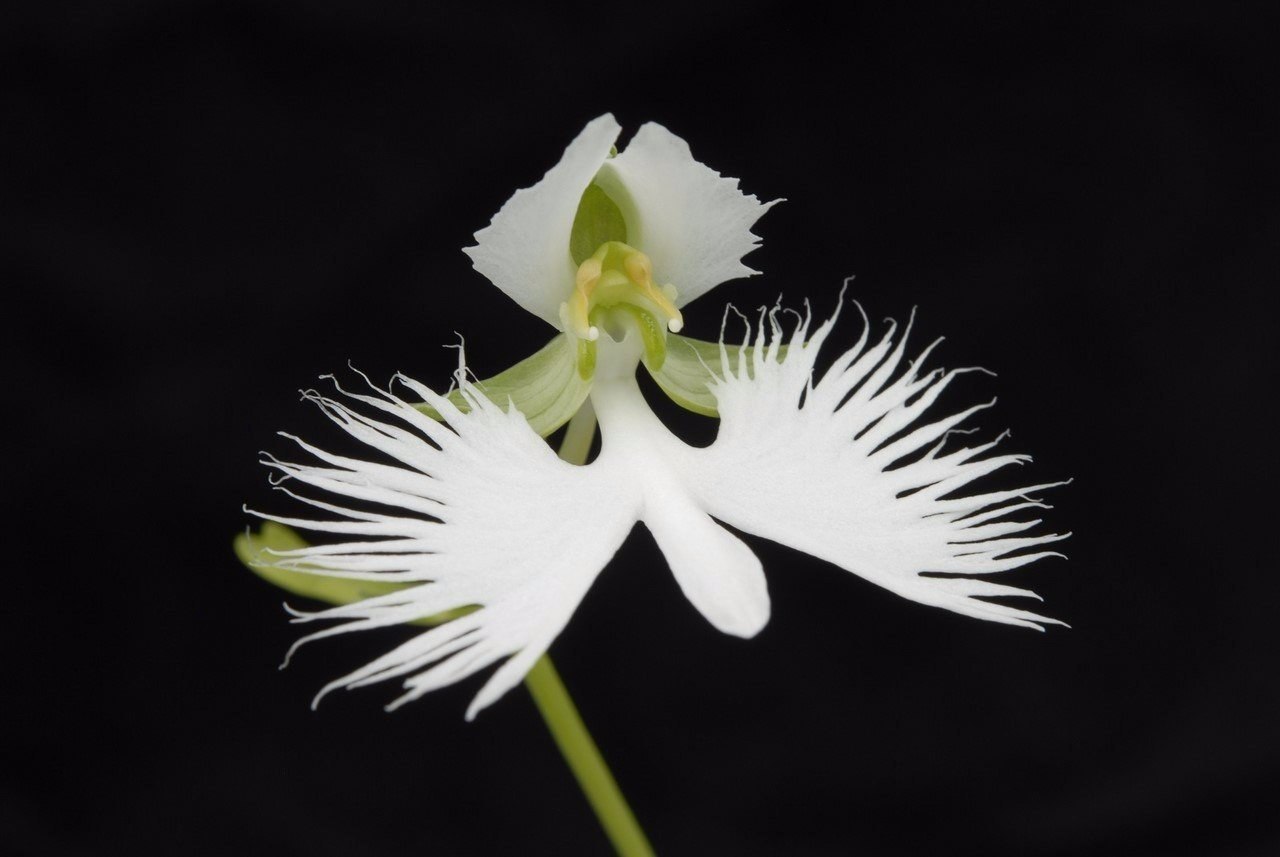  Habenaria radiata,    