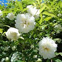  , , 60  -  19  2015     17.05.15.