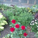 ���� Irina - "Irinka"...., ������ - ��������� 17 ��� 2015 � ������ �)))�