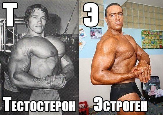 Тестостерон и агрессия