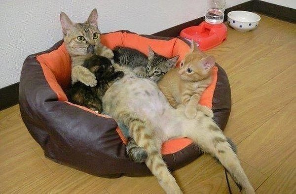  ))