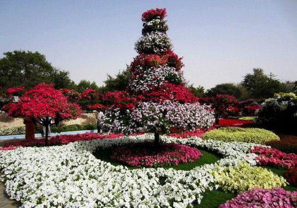 Dubai Miracle Garden -       - 2