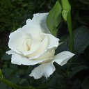 ���� �������, ������ - ��������� 26 ���� 2015 � ������ ���� ����������