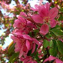  Igor, , 51  -  20  2015    