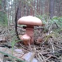 Cortinarius rubellus   