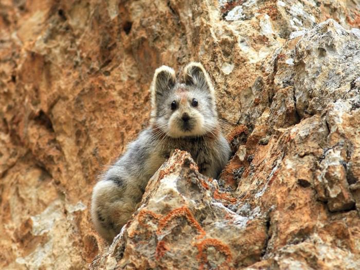  .   (Ili Pika) -       . ... - 2