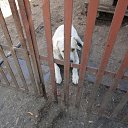 ���� �������, ���������, 40 ��� - ��������� 6 ���� 2015 � ������ ������ ��������