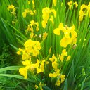  , -, 43  -  17  2015   