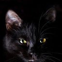 ���� ������, �����-���������, 46 ��� - ��������� 23 ���� 2015 � ������ ���� ����������