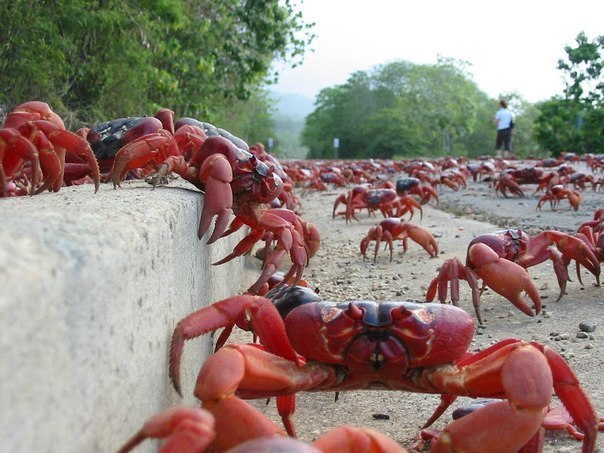    ,  crab bucket theory     .  , ...