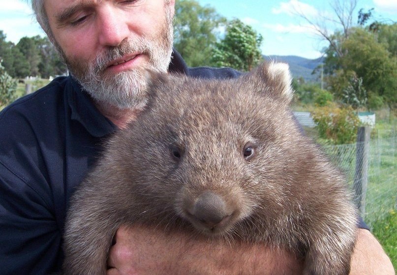 Вомбат. Вомбат и квадратные фекалии. Животное которое какая кубиками. Помет вомбата. Вомбат квадратные какашки.