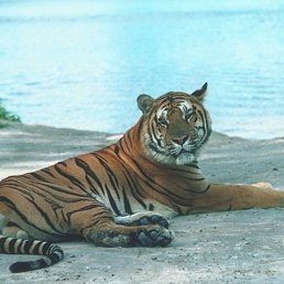 Sergey, �������, 62 ����