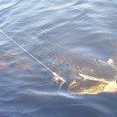 ���� Evgeny, �����-���������, 46 ��� - ��������� 14 ������� 2015