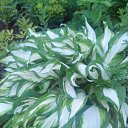  , -, 43  -  17  2015   