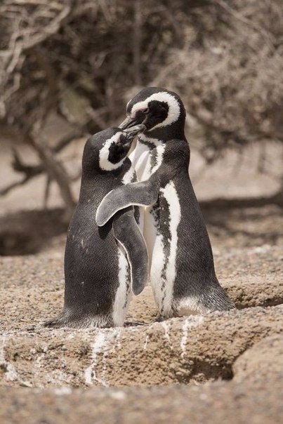 .#animal@travel.blog - 3