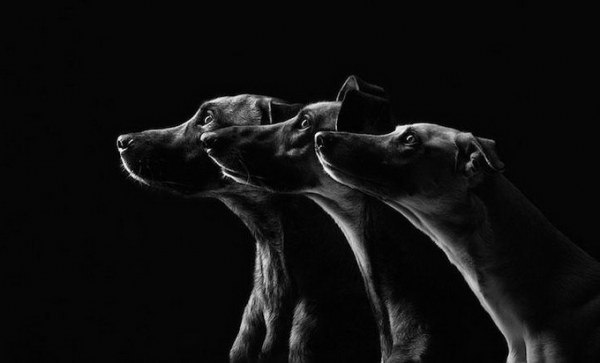 -   (Elke Vogelsang)        ... - 3