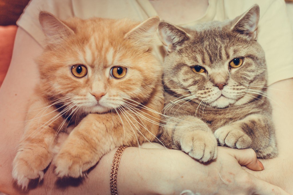 #_@catism.- :3