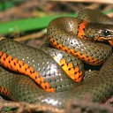 ���� ��������, ���������, 57 ��� - ��������� 3 ��� 2015 � ������ ���� ����������