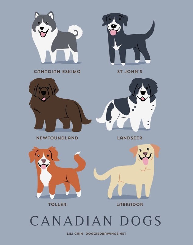 Dog breeds - 8