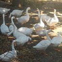    -  ,  -  30  2015   .  2015.   .  3-.