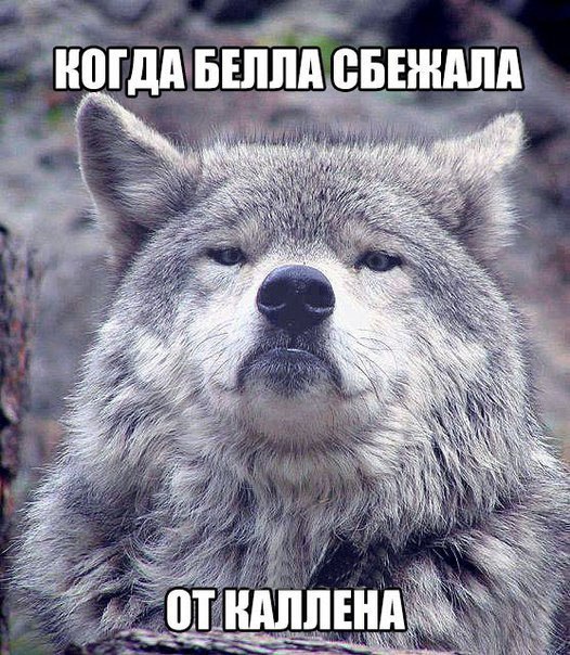 Волк на все случаи жизни. - 8