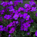 ���� �������, ������ - ��������� 24 ��� 2015 � ������ ���� ����������