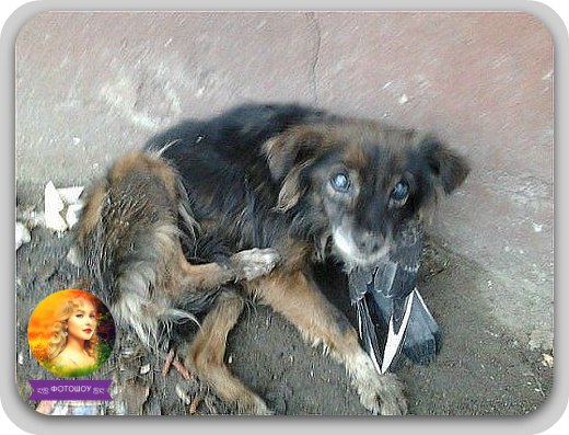 Сам бездомный, голодный,--а голубя не тронул! Птицу согрел! Они добрее нас!
