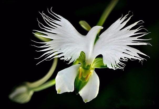  Habenaria radiata,     - 3