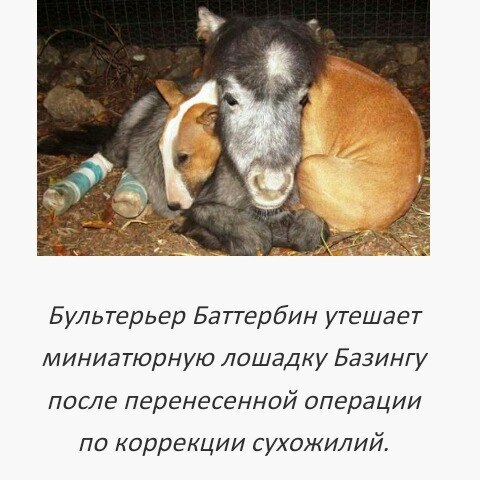 Удивительная гармония в американском приюте для животных | Блог За ...